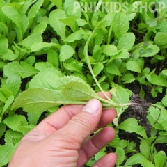 Hạt giống rau cải ăn non baby