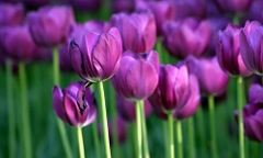 Bộ 5 củ giống hoa tulip màu tím