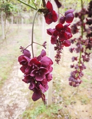 Hạt Giống Quả Holboellia latifolia Wall (Dưa Quả Tháng Tám)