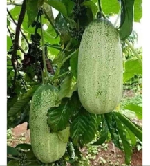 Hạt Giống Dưa Chuột Mèo