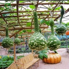 Hạt Giống Bầu Thiên Nga