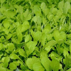 Hạt giống rau cải ăn non baby