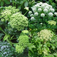 Hạt Giống Cây Bạch Chỉ