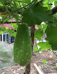 Hạt Giống Bầu Sao Trái Ngắn F1