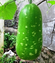 Hạt Giống Bầu Sao Trái Ngắn F1