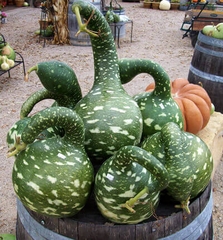 Hạt Giống Bầu Thiên Nga