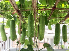 Hạt Giống Bầu Sao Trái Ngắn F1