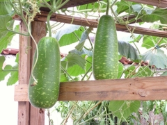 Hạt Giống Bầu Sao Trái Ngắn F1