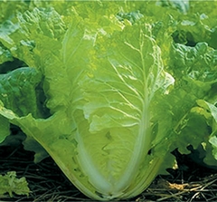 Hạt Giống Rau Cải Bẹ Dún