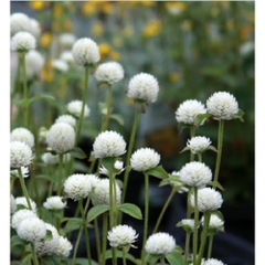 Hạt Giống Hoa Cúc Bách Nhật Trắng