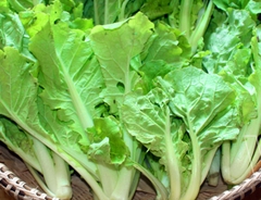 Hạt Giống Rau Cải Bẹ Dún