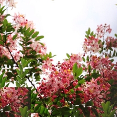 Hạt Giống Hoa Muồng Anh Đào