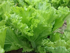 Hạt giống rau cải mào gà cao sản