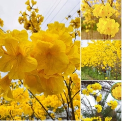 Hạt Giống Cây Hoa Phong Linh Vàng