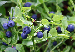 Hạt Giống Trái Việt Quất Xanh