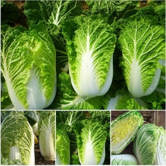 Hạt Giống Rau Cải Thảo F1