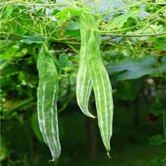 Hạt Giống Lặc Lày - Mướp Mèo