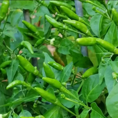 Hạt Giống Ớt Xiêm Xanh Thái Lan