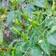 Hạt Giống Ớt Xiêm Xanh Thái Lan