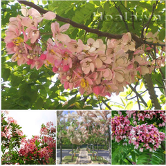 Hạt Giống Hoa Muồng Anh Đào