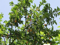 Hạt Giống Cây Chay