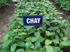 Hạt Giống Cây Chay