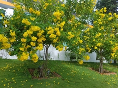 Hạt Giống Cây Hoa Chuông Vàng