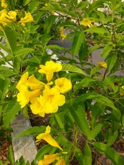 Hạt Giống Cây Hoa Chuông Vàng