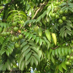 Hạt giống cây sấu trắng - 5 hạt