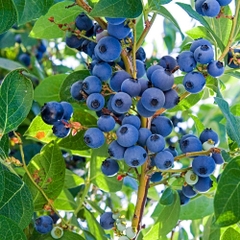 Hạt Giống Trái Việt Quất Xanh