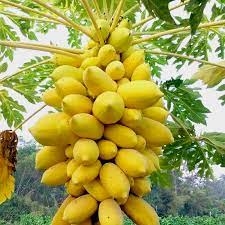 Hạt Giống Đu Đủ Da Vàng