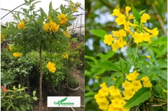 Hạt Giống Cây Hoa Chuông Vàng
