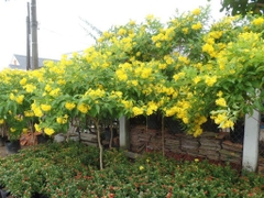 Hạt Giống Cây Hoa Chuông Vàng