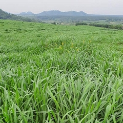 Hạt giống cỏ chăn nuôi Ruzi - Cỏ chịu dẫm đạp - Gói 50gram
