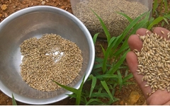 Hạt giống cỏ chăn nuôi Ruzi - Cỏ chịu dẫm đạp - Gói 50gram