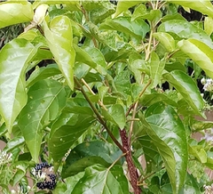 Hạt giống cây lá cách là cách biển, lá vọng cách