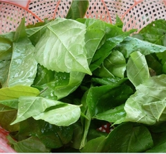 Hạt giống cây lá cách là cách biển, lá vọng cách