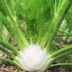 Hạt Giống Củ Thì Là ( Củ Hồi Mỹ  ) - Gói 50 hạt