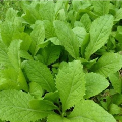 Hạt giống rau cải ăn non baby