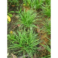 Hạt giống Hẹ Ta Cao Sản - Gói 2gram