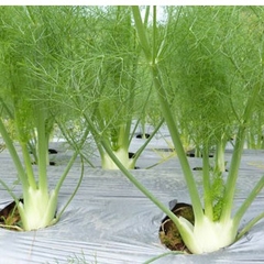 Hạt Giống Củ Thì Là ( Củ Hồi Mỹ  ) - Gói 50 hạt