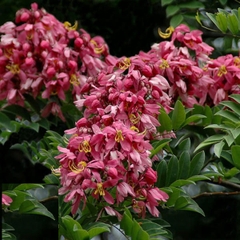 Hạt Giống Hoa Muồng Anh Đào