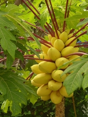 Hạt Giống Đu Đủ Da Vàng