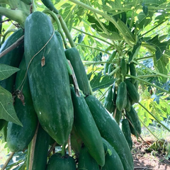 Hạt Giống Đu Đủ Ruột Đỏ Siêu Dài Phuket Thái