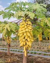 Hạt Giống Đu Đủ Da Vàng