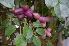 Hạt Giống Quả Holboellia latifolia Wall (Dưa Quả Tháng Tám)