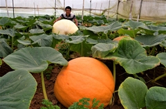 Hạt Giống Bí Ngô Khổng Lồ