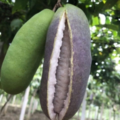 Hạt Giống Quả Holboellia latifolia Wall (Dưa Quả Tháng Tám)