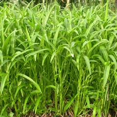 Hạt Giống Rau Muống Cạn  (Rau Muống Lá Tre)