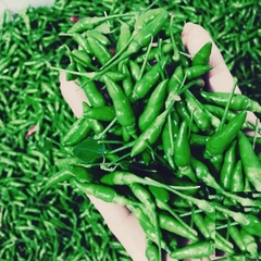 Hạt Giống Ớt Xiêm Xanh Thái Lan